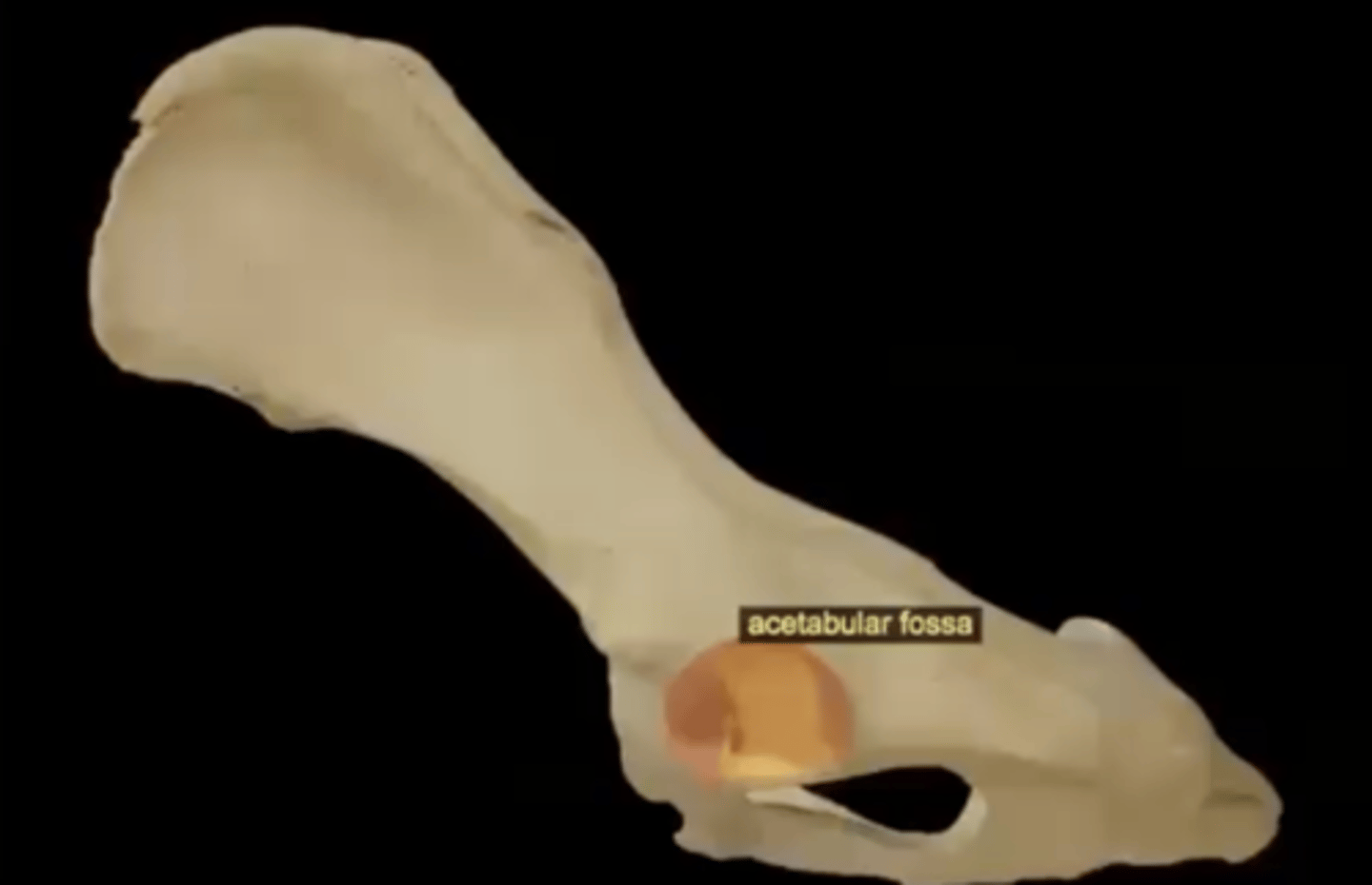 <p>circular depression located deep in the acetabulum; where the ligament for the head of femur attaches</p>