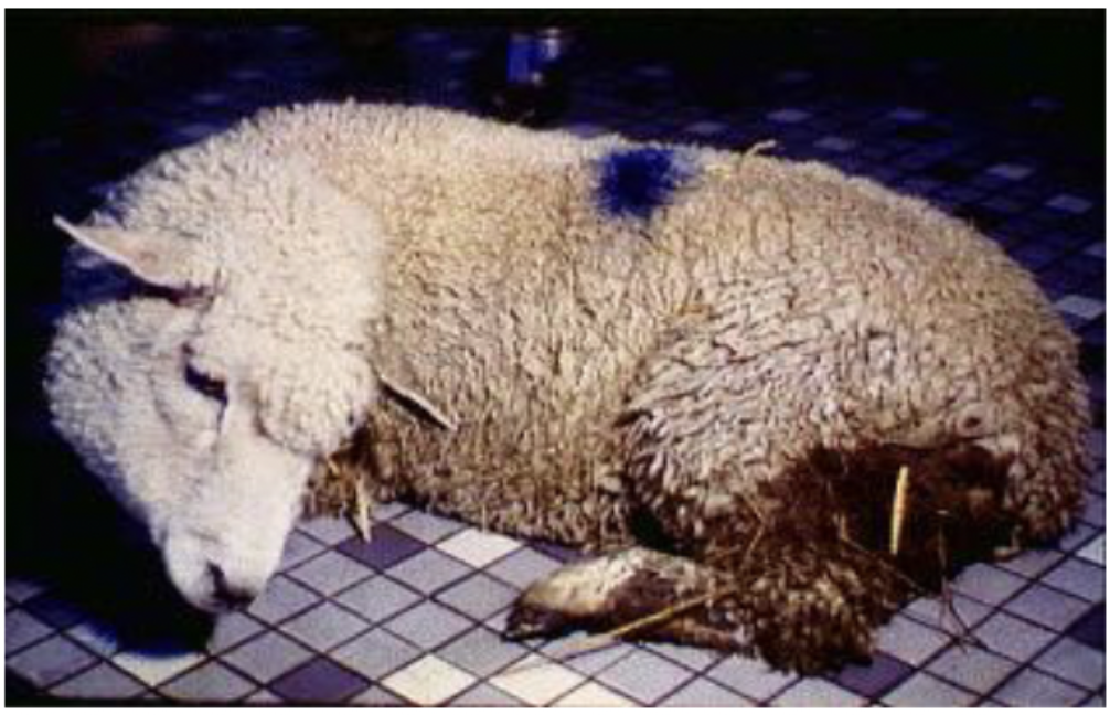 <p>Abortions, septicemia, stiff necks, muscle aches </p>