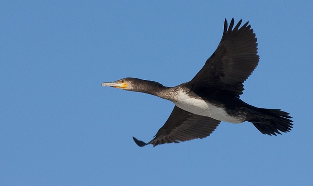 <p>zařaď živočicha do systému</p><p>Třída - řád - čeleď - druh čeština (latina)</p>