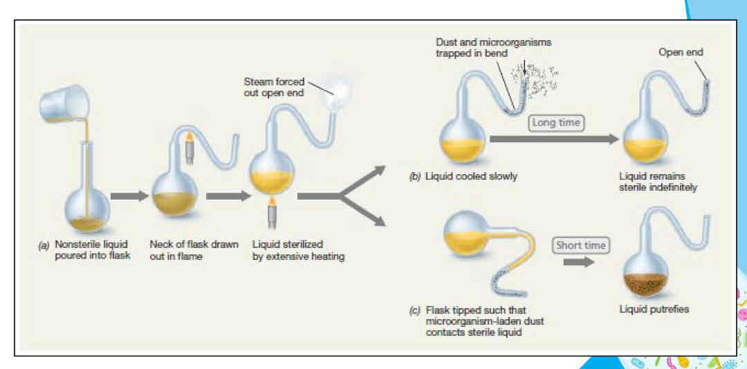 <p>When the swan-necked flasks remained upright, no microbial growth appeared → When the flask was tilted, dust from the bend in the neck seeped back into the flask and made the infusion cloudy with microbes within a day.</p>