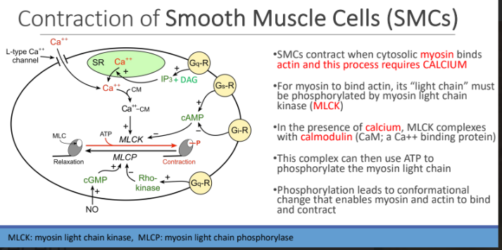 <p>conformational change that enables myosin and actin to bind and contract</p>