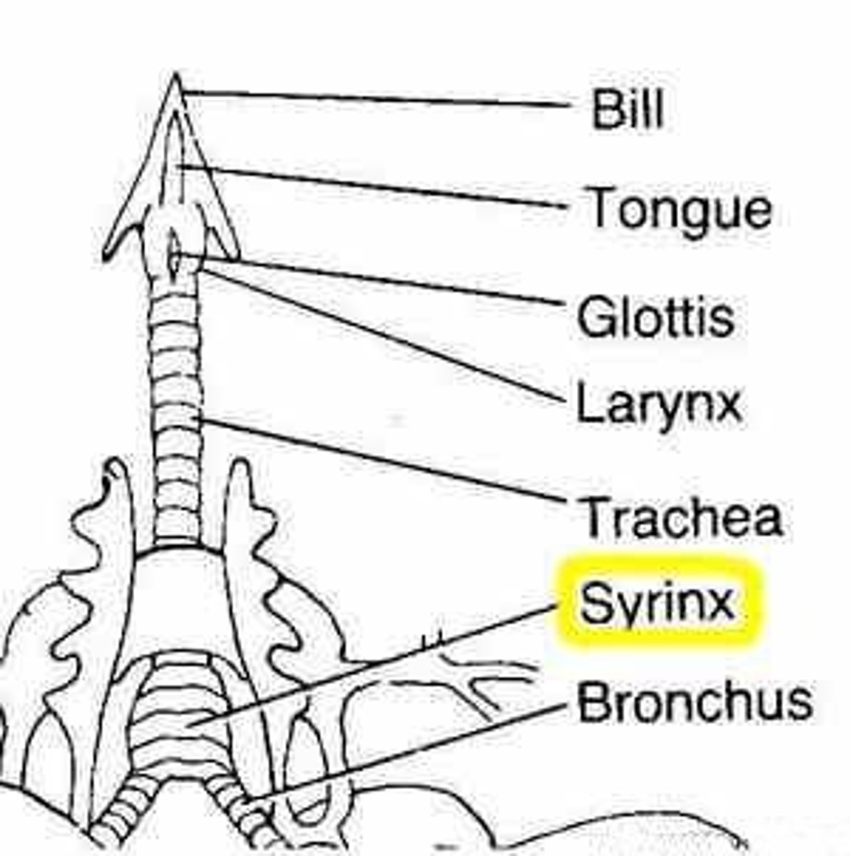 <p>-varies in the amount of membranes that can make sound more complex</p><p>-Medial labia makes the sound and needs pressure from interclavical air sac</p><p>-the labia membrane if it is thicker it can control more sound</p>