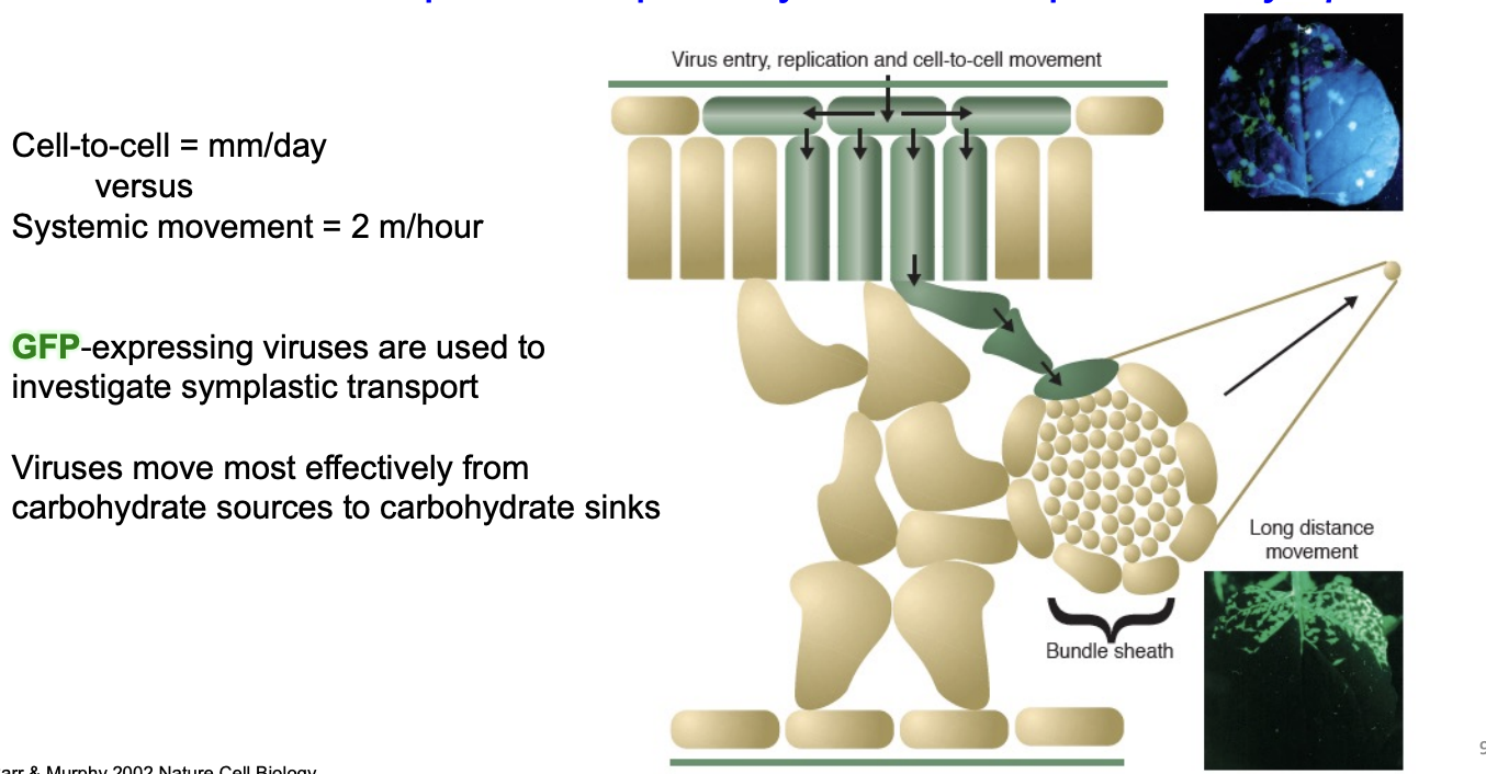 <ul><li><p>virus unable to exploit the phloem</p></li><li><p>remain trapped in the inoculation zone</p></li></ul><p></p>