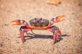 <p>What are the characteristics of a crustacean?</p>