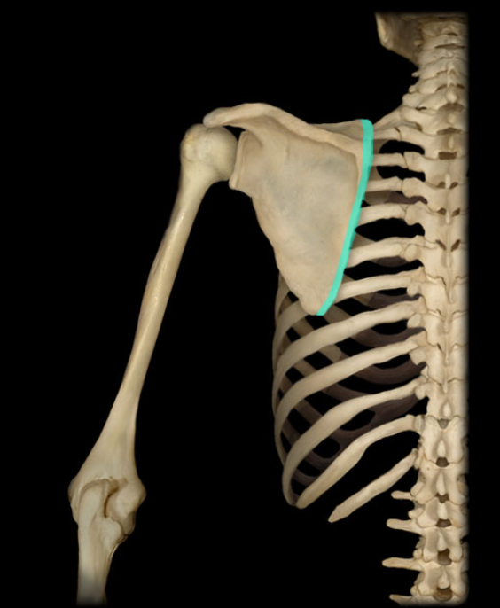 <p>The edge of the scapula that faces the vertebral aspect of the body, provides attachment for muscle</p>