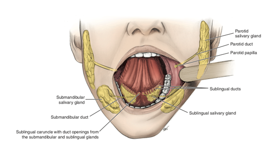 <ul><li><p>can be palpated in a patient in the neck region</p></li><li><p>submandibular gland is located inferior to mandible</p></li><li><p>sublingual gland is located inferior to tongue (lingua)</p></li></ul><p></p>