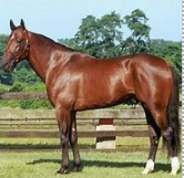 <p>Identify the breed of horse? </p>