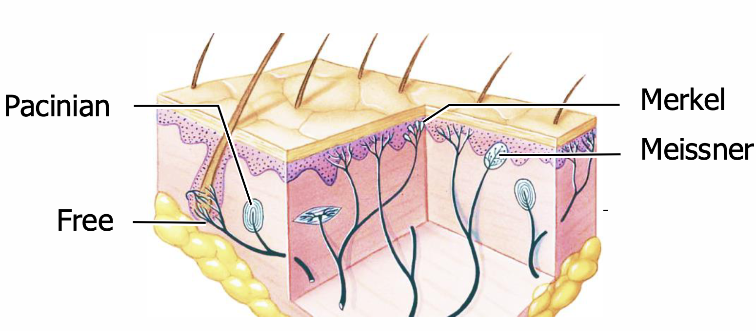 <p>Based on the image, what is the role of the Merkel receptors? </p>