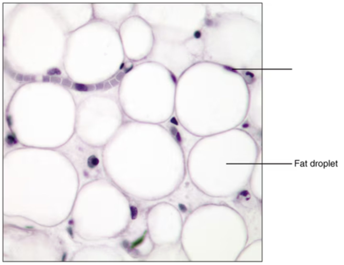 <p>Label the blank structure.</p>