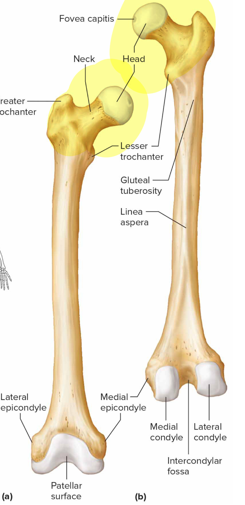 <p>What bone is this?</p>