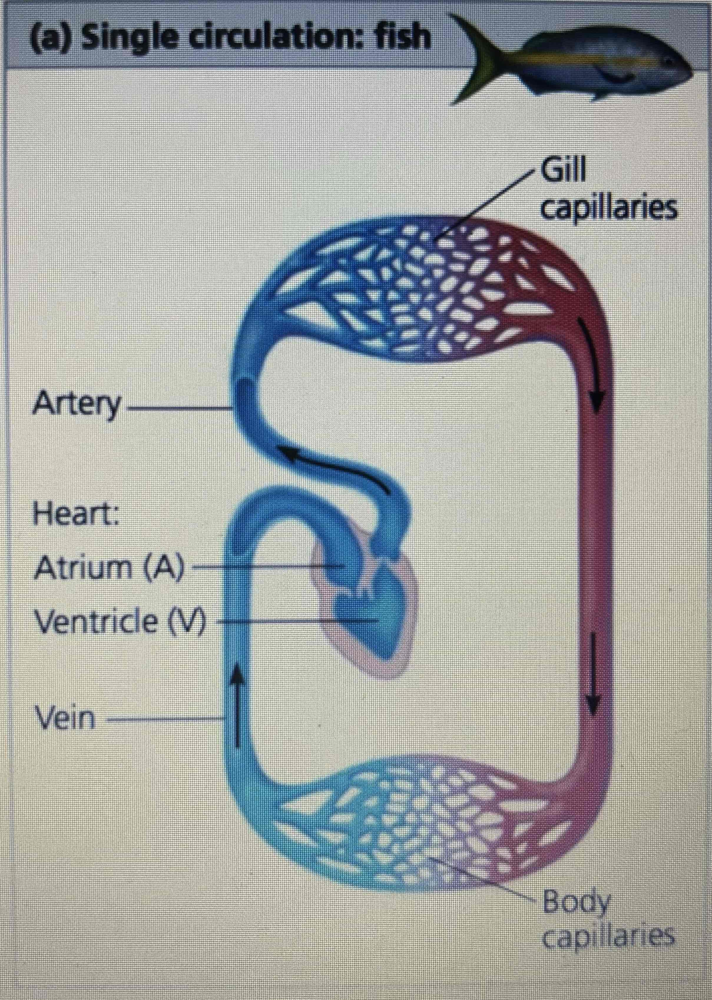 <ul><li><p>Deoxygenated Blood is pumped out of the ventricle</p></li><li><p>Travels up artery to the gill capillaries where it picks up oxygen</p></li><li><p>Oxygenated blood travels to the body capillaries where the oxygen is removed</p></li><li><p>Blood returns to the heart via a vein</p></li></ul>