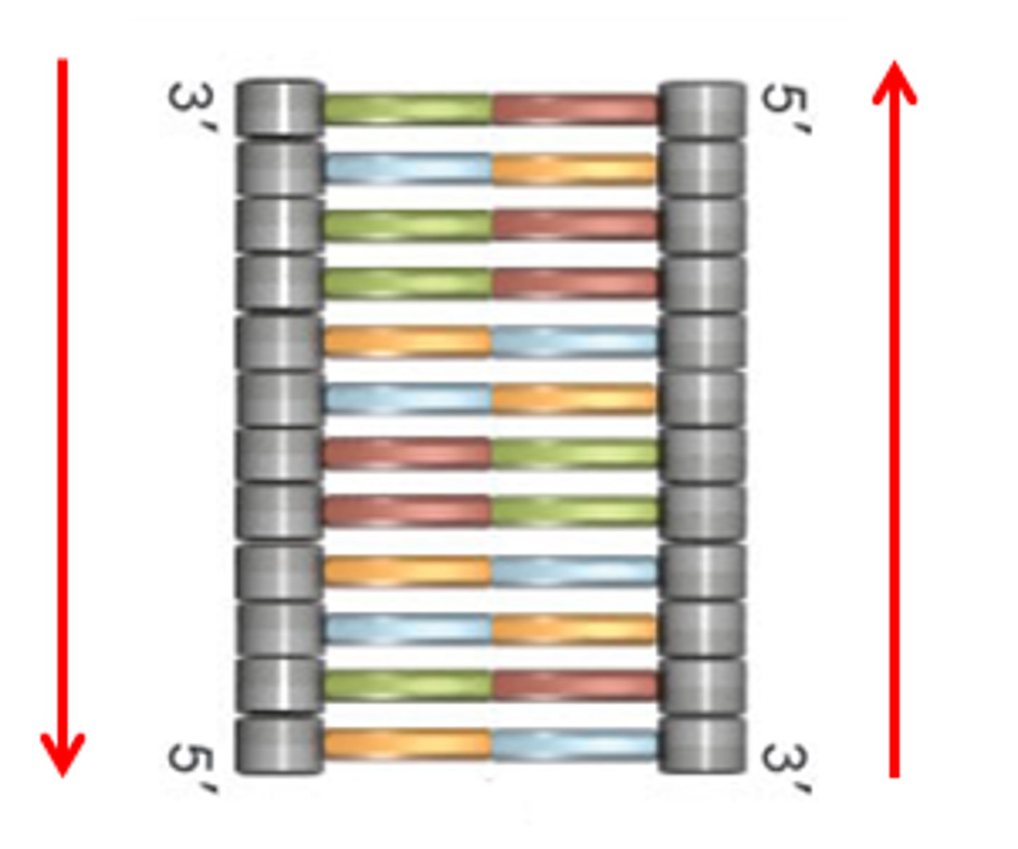 <p>A characteristic of DNA strands describing <br>how each strand runs in an opposite direction to the other. One strand runs in a 3' → 5' direction and the other runs in a 5' → 3' direction.</p>