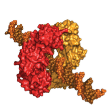 <p>Sliding clamp holds polymerase onto DNA (loaded by clamp loader)</p>