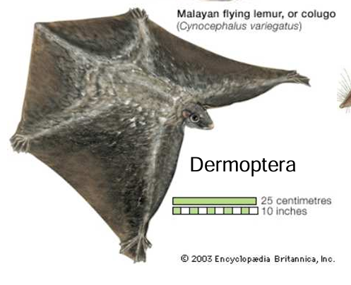 <p>gliding membrane (uropatagio)</p>