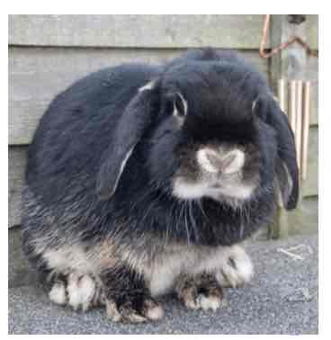 <p>Small</p><p>1.5-1.7kg</p><p>Friendly </p>