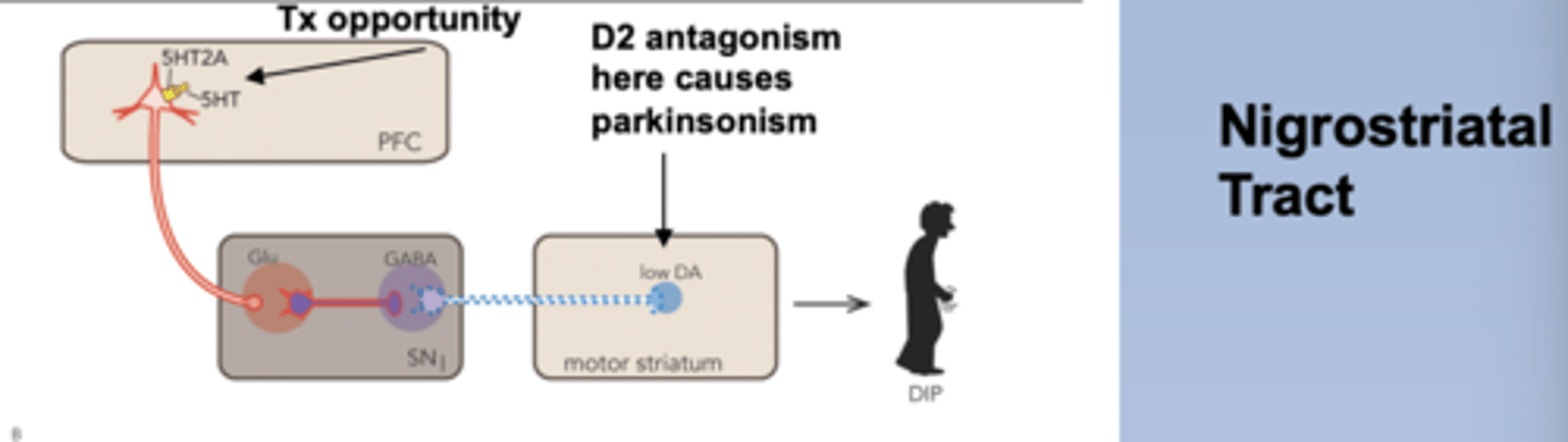 <p>-5HT2A excites glutamate's effect on GABA</p><p>-GABA causes less DA to be released in the motor striatum</p><p>-5HT2A antagonists will decrease excitement on GABA, less GABA gives more activity in the motor striatum, decreasing motor side effects (parkinsonism): drug recruits its own endogenous DA competitor</p>