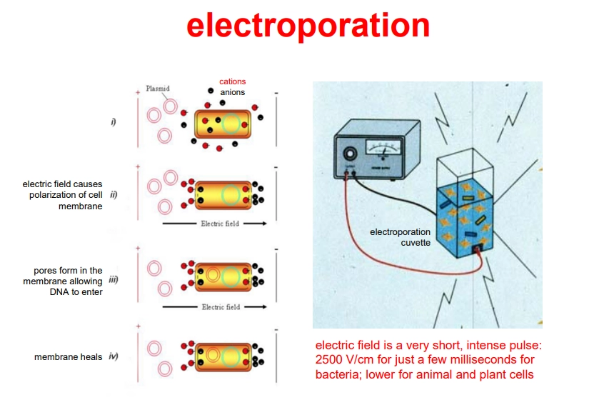 <p>advantages</p><ul><li><p>quick</p></li><li><p>not vector dependent</p></li><li><p>used for bacteria, yeast, plant protoplasts, and mammalian cells (e.g. embryonic stem cells used when making knockout mice)</p></li><li><p>can be used for transient or stable expression (random or specific) </p></li></ul><p></p><p>limitations</p><ul><li><p>equipment is quite expensive</p></li><li><p>can only be used for single cells (so to study a multicellular organisms it must be able to regenerate from a single cell, e.g. when making knockout mice, transformed stem cells are injected into a blastocyst, which is implanted into a surrogate mother)</p></li></ul><p></p>