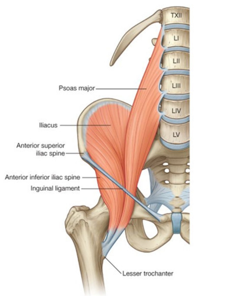 <p>ligament extending from pubic bone to anterior superior iliac spine, forming lower border of abdomen</p>