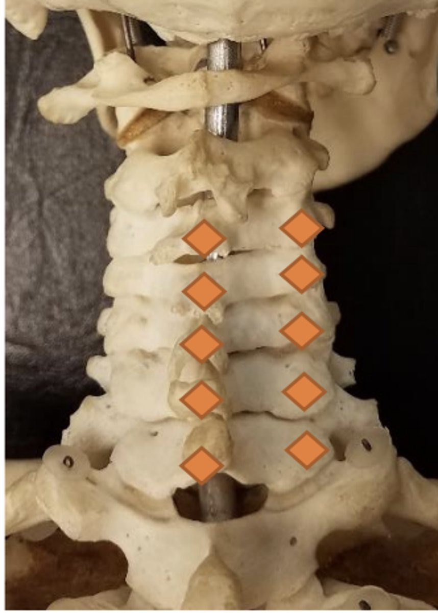 <p>inferior aspect of spinous processes of C3-7</p>