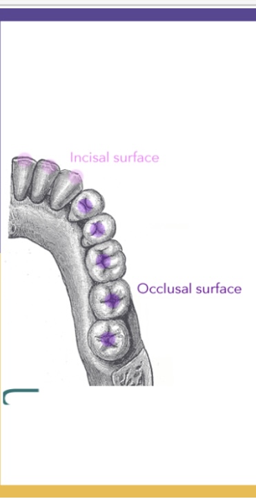 <p>Biting surfaces of premolars and molars </p>