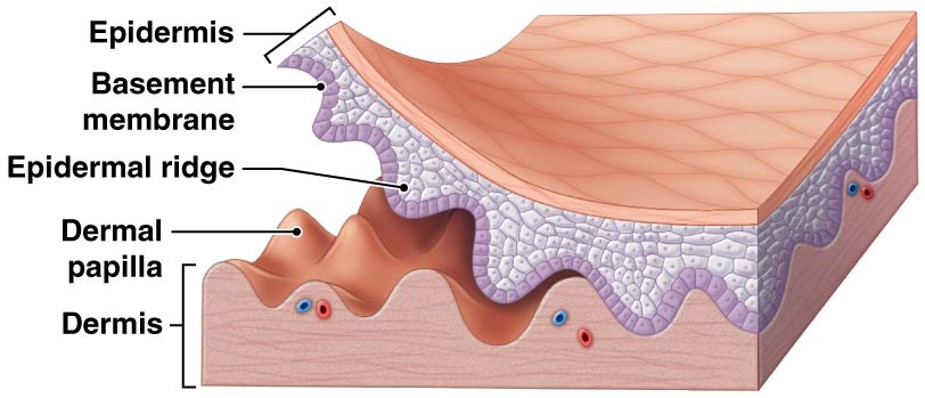 <ul><li><p>attached to basement membrane by hemidesmosomes</p></li><li><p>strong bond between epidermis &amp; dermis</p></li><li><p>forms epidermal ridges (basis of fingerprints)</p></li><li><p>dermis forms dermal papillae (tiny mounds)</p><ul><li><p>increases surface area of basement membrane</p></li><li><p>provides added strength between epidermis and dermis</p></li></ul></li></ul><p></p>