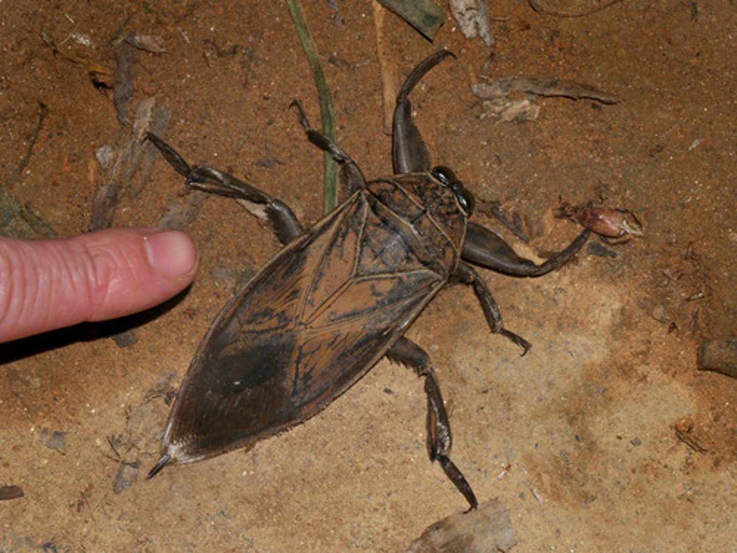 <p>Giant water bugs</p>
