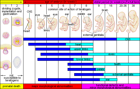 <p><span>agents, such as chemicals and viruses, that can reach the embryo or fetus during prenatal development and cause harm.</span></p>