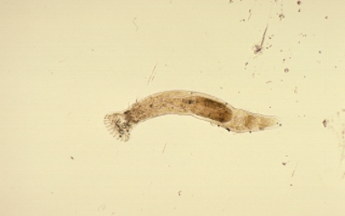 <ul><li><p>Do not alternate generations</p></li><li><p>Kingdom: Animalia​, Phylum: Platyhelminthes (flatworms)​, Class: Trematoda (flukes)​, Subclass: Monogenea</p></li><li><p>Ectoparasites of fish, amphibians and reptiles​</p></li><li><p>Adults hatch out of eggs​</p></li><li><p>In high numbers can cause fin rot, anemia</p></li></ul><p></p>