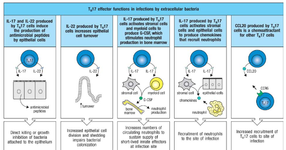 <p>Clearance of extracellular bacteria and fungi</p><p>Produces IL-17</p><p>Production of antimicrobial peptides, chemokines </p>