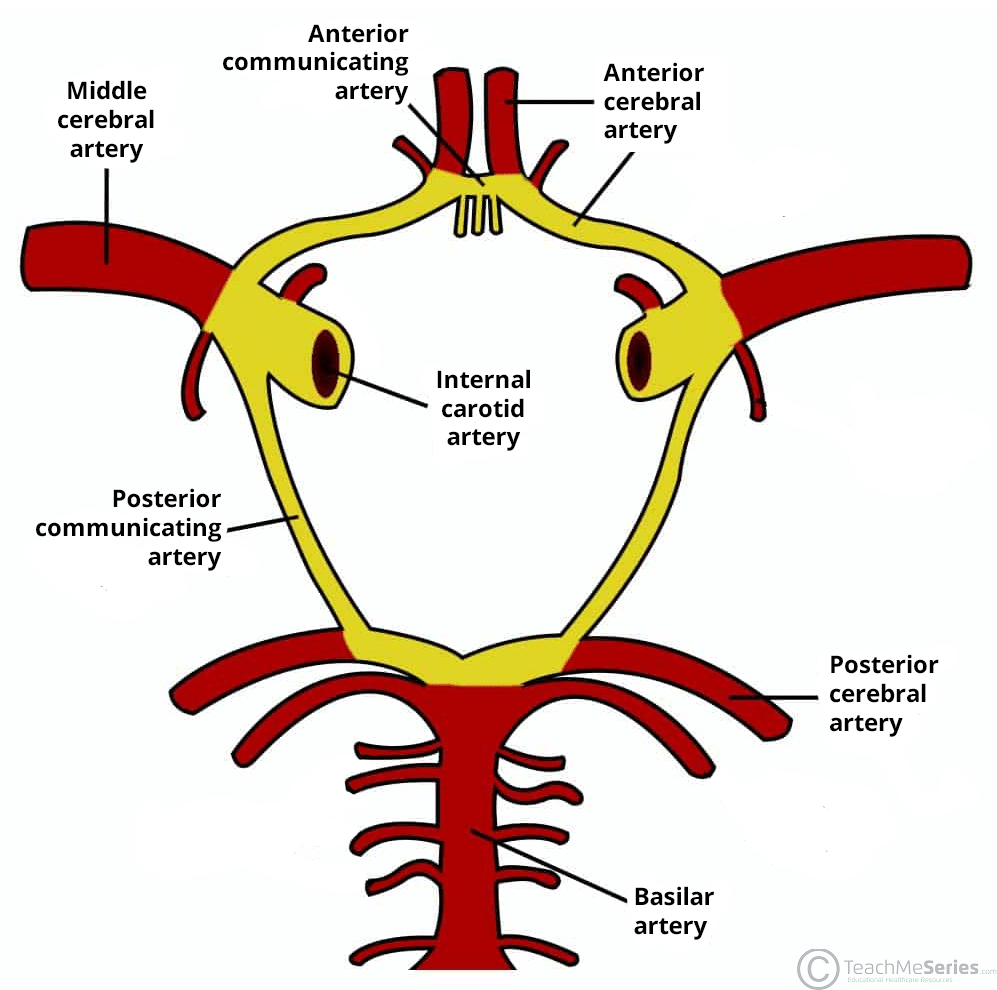 <ul><li><p>formed by the ant/post CAs, ant/post communicating arteries, and ICA</p></li><li><p>important collateral pathway allowing blood flow between the cerebral hems in the event of <strong>arterial blockage</strong></p></li></ul><p></p>