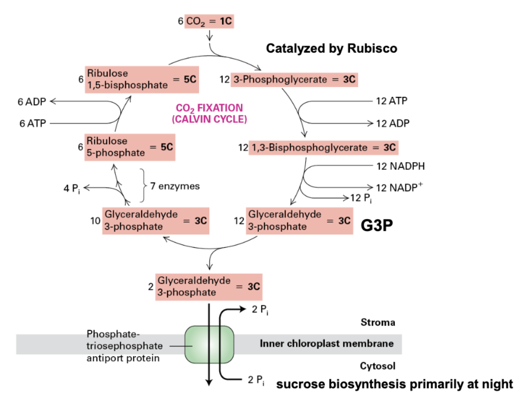 <ul><li><p>fixes CO<sub>2</sub> → glyceraldehyde-3-phosphate (G3P)</p></li><li><p>6 CO<sub>2</sub> → 12 PGA (3C) → 12 ATP used to make 12 1,3-bisphosphoglycerate (3C) → 12 NADPH used to make 12 G3P (3C)</p></li><li><p>2 G3P used to produce sucrose</p></li><li><p>10 G3P recycled → interact w/ 7 enzymes → 6 Ribulose 3-phosphate (5C) → 6 ATP used to convert to 6 RuBP (5C) → REPEAT!</p></li><li><p>18 ATP TOTAL, 12 NADPH TOTAL NEEDED</p></li></ul><p></p>