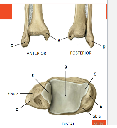 <p><strong>TIBIA: </strong></p><p>A: Malleolus Medialis </p><p>B: Facies Articularis inferior</p><p>C: Facies Articularis malleoli medialis</p><p><strong>FIBULA:</strong></p><p>D: Malleoli Lateralis</p><p>E: Facies Articularis Malleoli lateralis</p>