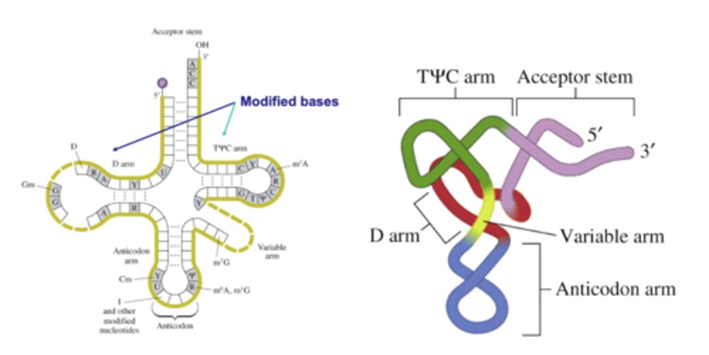 <p>tRNA interpret genetic code; at least 20 tRNA per cell</p><p>Cloverleaf shape</p><p>Named for the amino acid they carry (tRNAPhe)</p><p>5' anticodon position has flexibility in base pairing (wobble position)</p>
