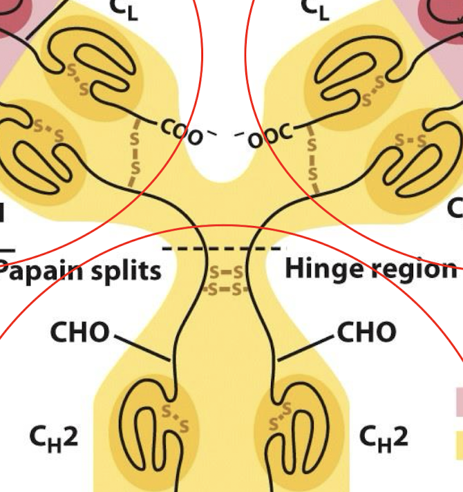 <p>Within immunoglobulin folds, <strong>disulphide bonds  form a Y shaped protein (cystines)</strong></p>