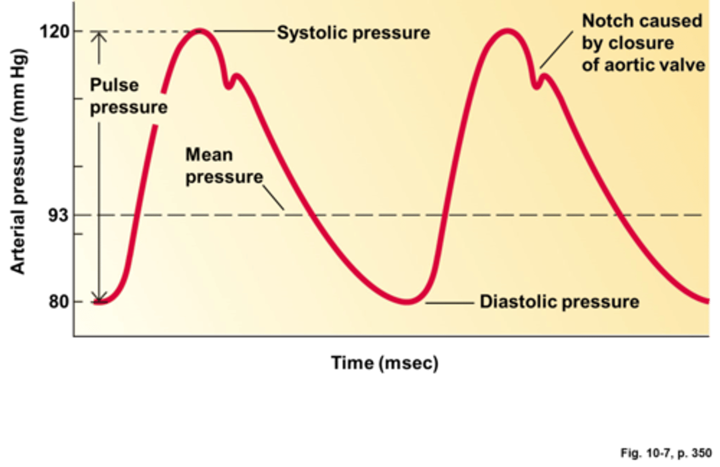 <p>Pressure wave created by the alternate expansion and contraction of the arteries. Moves along the arteries with each heart beat. …. rate is the same as heart rate</p>