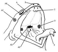 <p>What is AB?</p>