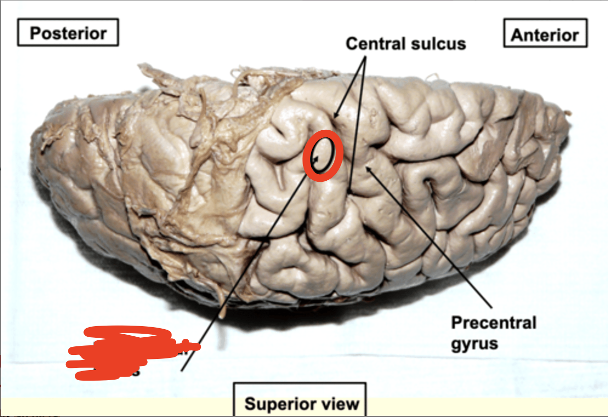 <p>behind the central sulcus (more posterior)</p>