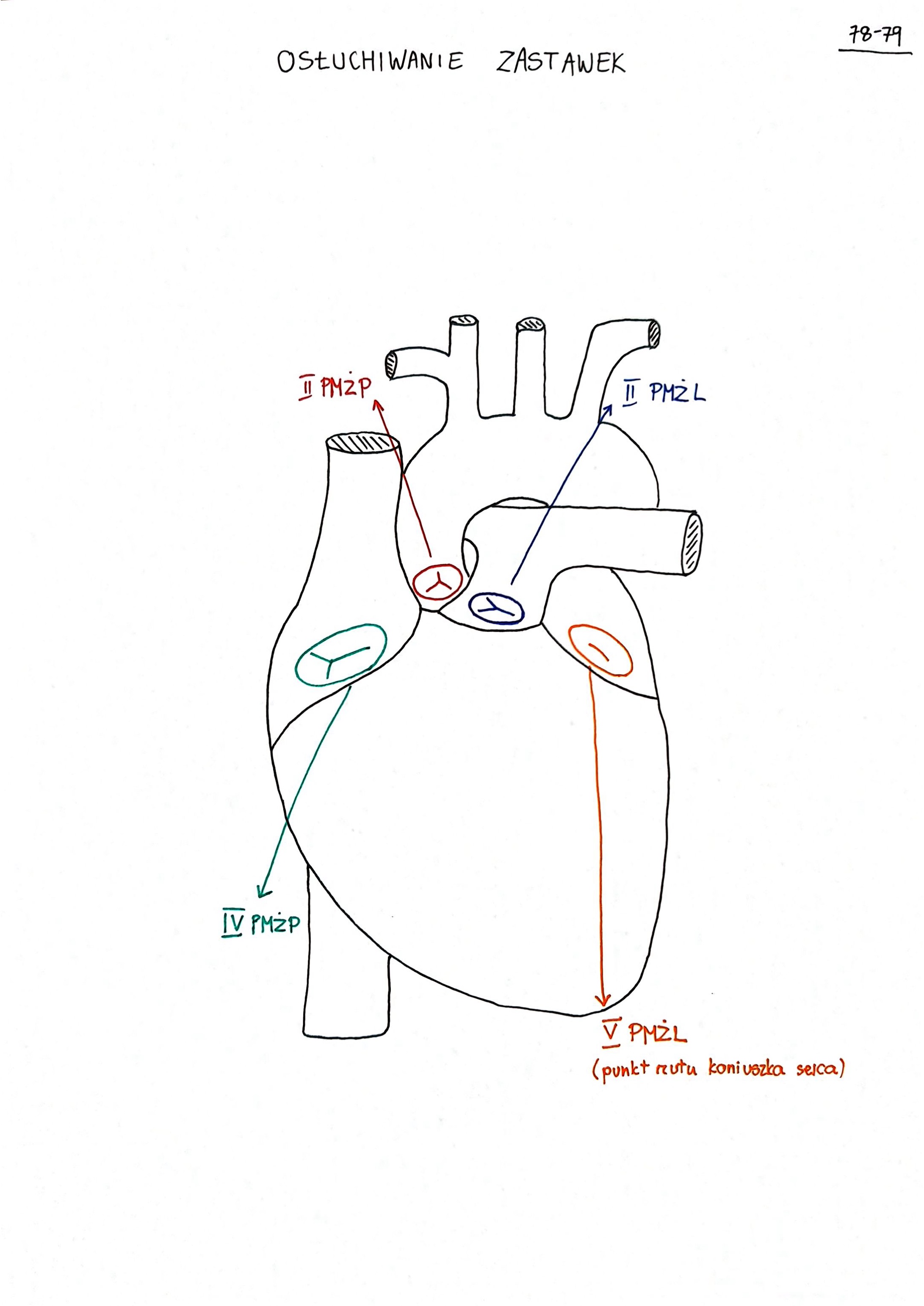 <ul><li><p>zastawka aorty / semilunar valve of aorta » rzutowanie za mostkiem, w przedłużeniu III przestrzenii międzyżebrowej » osłuchiwanie II prawa przestrzeń międzyżebrowa przy brzegu mostka</p></li><li><p>zastawka pnia płucnego / semilunar valve of pulmonary trunk » rzutowanie za przyczepem chrząstki III lewego żebra do mostka, osłuchiwanie II lewa przestrzeń międzyżebrowa przy brzegu mostka </p></li></ul>