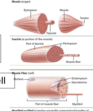 <p>Whole muscle - a lot of muscle cells, CT wrapping, blood vessels, nerve fibers (organ)</p><p>Fascicle - bundles of muscle fibers, has its own CT sheath</p><p>Muscle Fiber - muscle cell, elongated multi-nucleate cell, striated</p>