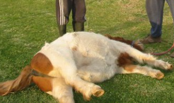 <p>if medical tx fails or evidence of intestinal compromise</p>