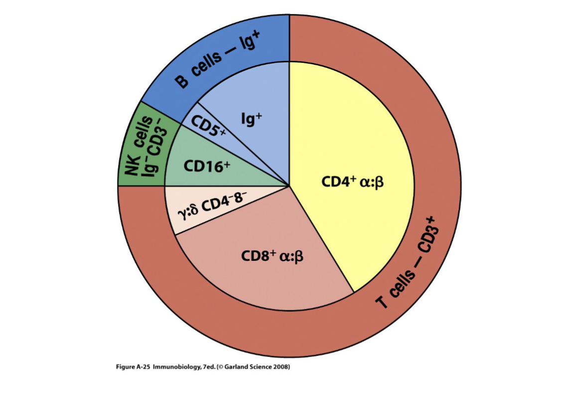 <p>Majority T cells </p>