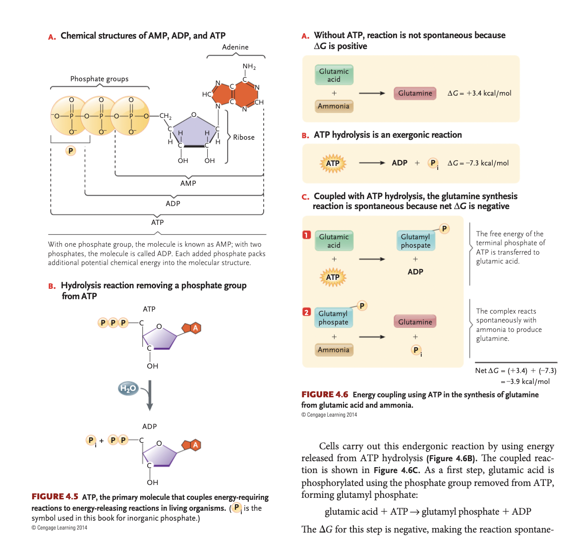 <p>ATP Hydrolysis + Sodium-Potassium pump</p>