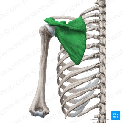 <p>What bone is this?</p>