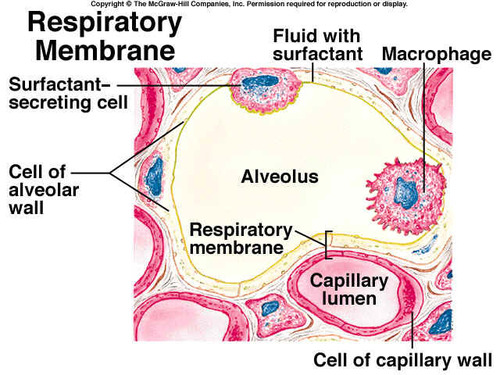 Type II pneumocytes produce a pulmonary surfactant that is continuously released by exocytosis. Reinflation of the alveoli following exhalation is made easier by the surfactant, which reduces surface tension in the thin fluid coating of the alveoli. 

Additionally, fluid secreted by Type II pneumocytes facilitates the transfer of gases between blood and alveolar air.  The gases dissolve in the moist fluid, helping them to pass across the alveoli surface.