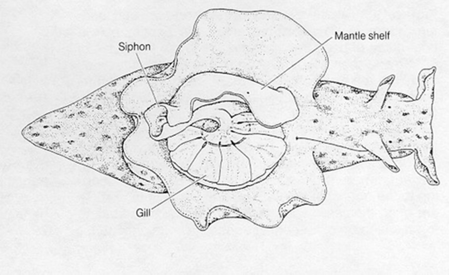 <p>Aplysia Californica has a small number of _________ and a ___ ___________ reflex</p>