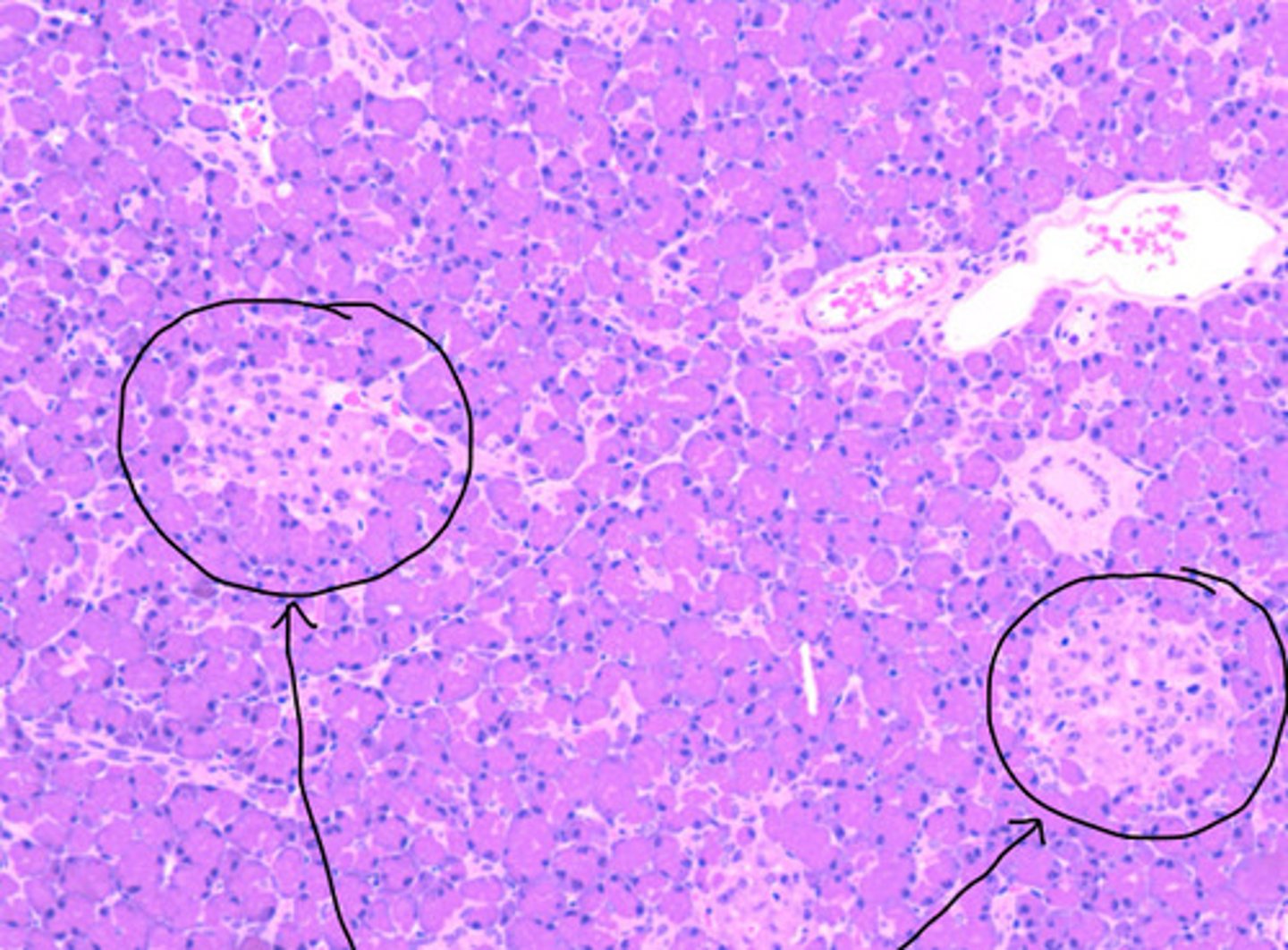 <p>ID the histology</p>
