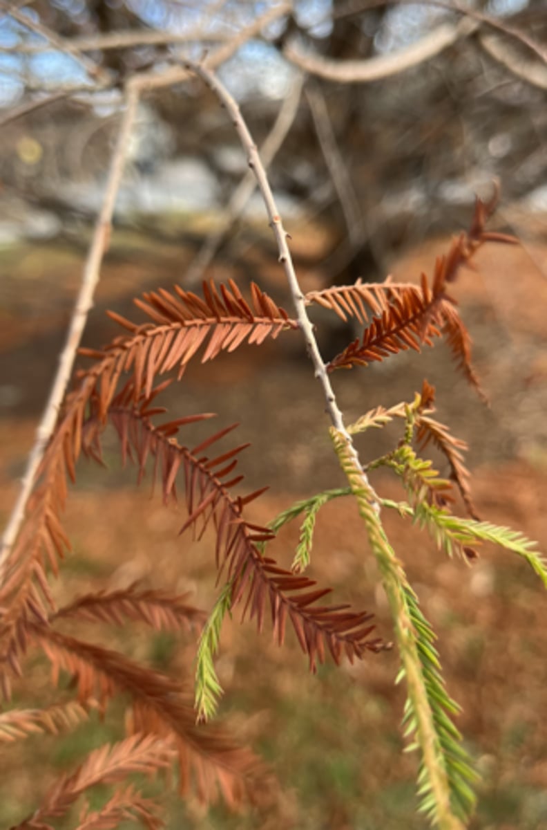 <p>fugly dehiscent cones, alternate branchlets, bigger cones</p>
