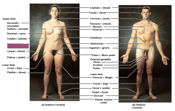 <p>Based on this anterior view, what is this region?</p>