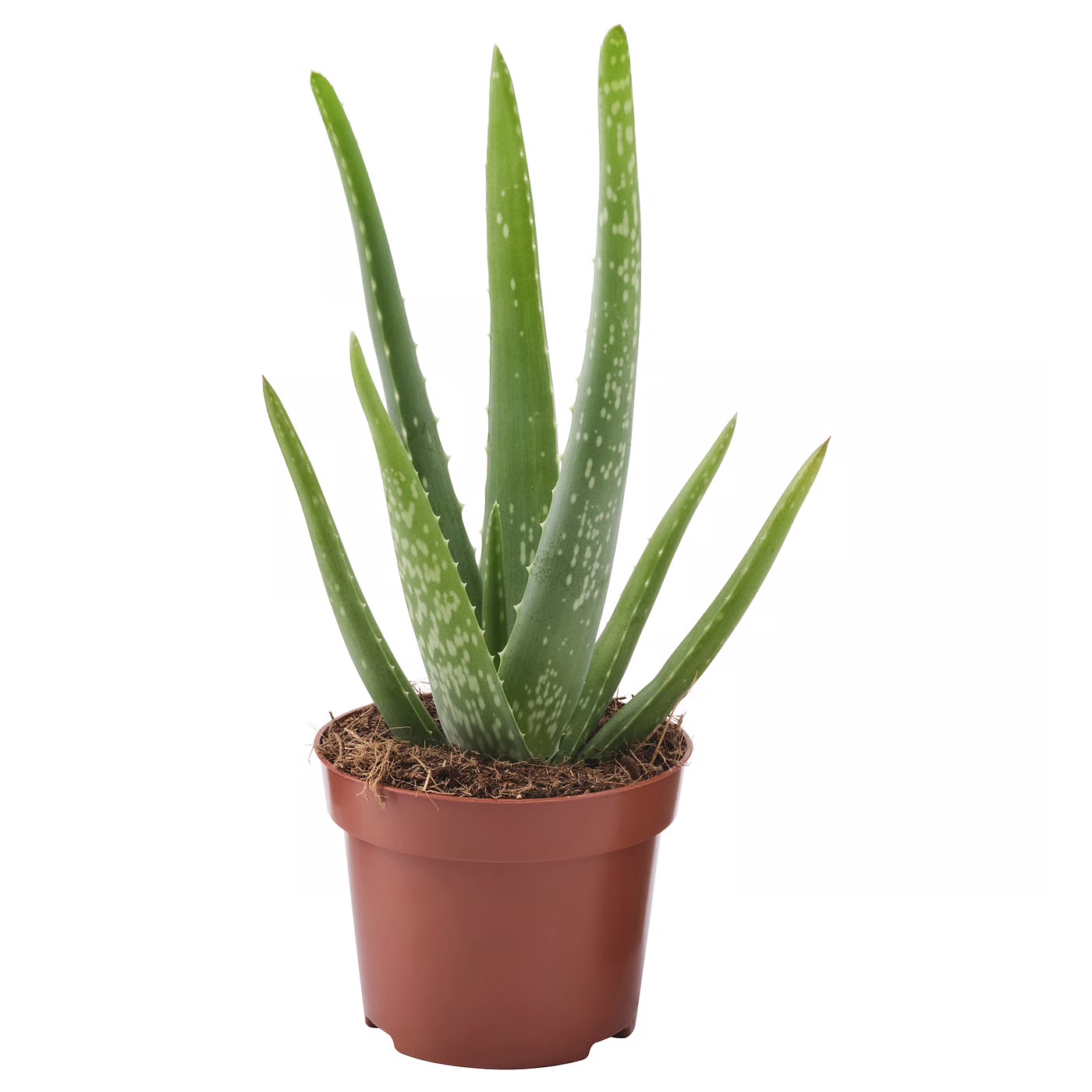 <p>Aloe vera</p>