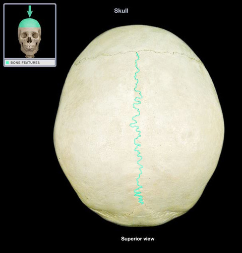 separates parietal bones